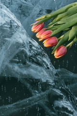 Tulips on Ice.