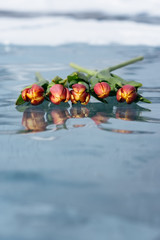 Tulips on Ice.