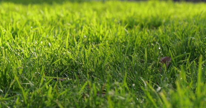 sunny day green light grass wind motion 4k spain
