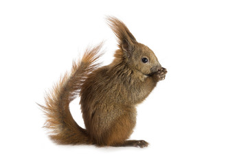 European red squirrel (Sciurus vulgaris) molt profile