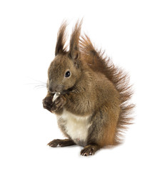 Red-haired squirrel (Sciurus vulgaris) 