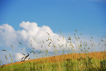 grass and background hill and sky in countryside