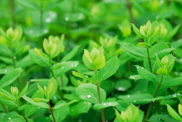 green leaves growing in spring