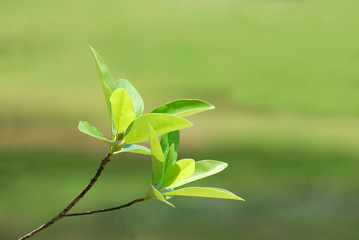 fresh green leaves growing in spring