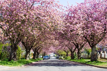Spring Cherry Blossoms / Japanese Cherry Blossom trees bloom on a street in East Vancouver, British...
