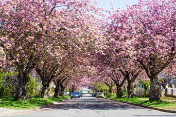 Spring Cherry Blossoms / Japanese Cherry Blossom trees bloom on a street in East Vancouver, British Columbia, Canada