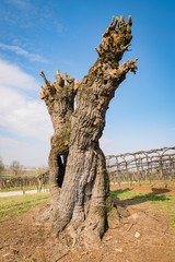 Old gnarled and twisted mulberry tree.