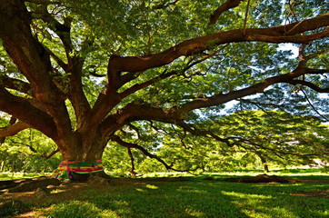 Fototapeta premium bid tree 