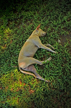 dog sleep on grass