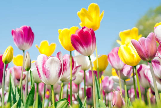 Fototapeta Tulip festival in Istanbul