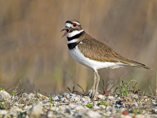 Killdeer mouth open