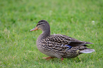 Female Mallard Duck Grazing in Grass
