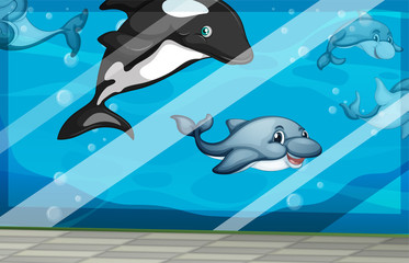 Dolphins swimming in the aquarium tank