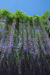 Japanese wisteria