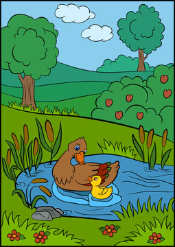 Color pictures: birds. Mother duck swims with her little cute duckling in the pond. They are smile and happy.