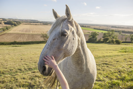 Child petting muzzle of a horse in field