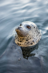 Fototapeta premium Seal at Fisherman's Wharf, Victoria, BC
