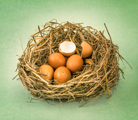 twigs nest with brown chicken eggs with broken and empty shell e