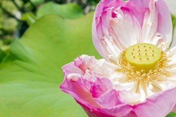 Obraz na płótnie Canvas The Lotus flower and Lotus flower plants, Close up, select focus