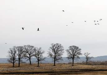 Thousands of crane birds eating from the grass, some flying