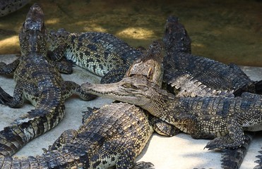 Crocodile. alligator.