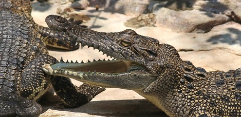 Crocodile. alligator.