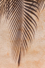Fototapeta na wymiar ombre de palmier sur mur ocre rose