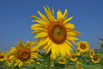 Sun flowers against a blue sky