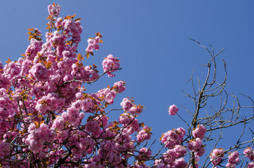 Spring Cherry Blossoms / Japanese Cherry Blossom trees bloom on a street in East Vancouver, British Columbia, Canada