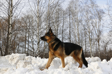German shepherd dog on snow in winter day