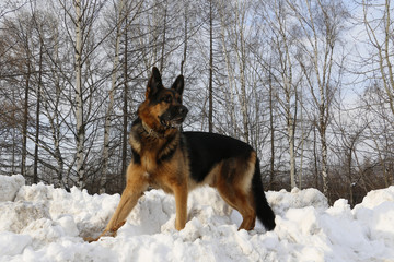 German shepherd dog on snow in winter day