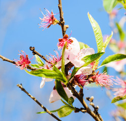 Tree with pink flowers