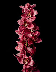 Orchid flowers