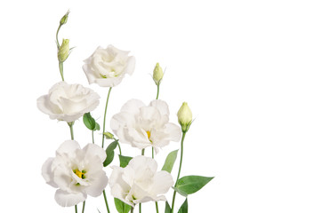 Fototapeta na wymiar Beautiful eustoma flowers isolated on white background and free