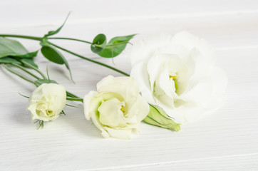 Beautiful  eustoma flowers on white wooden background