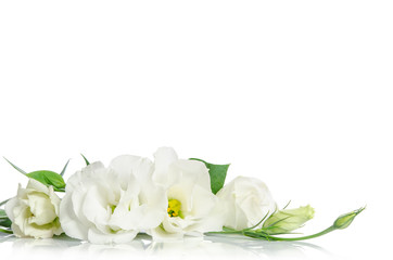 Beautiful eustoma flowers isolated on white background and free