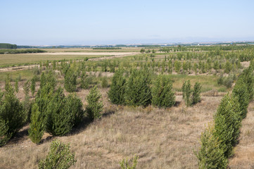 Fototapeta na wymiar Poplar groves and cornfields in the plain of the River Esla, in Leon Province, Spain