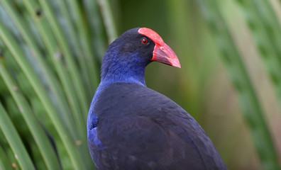 Purple swamphen with green foliage