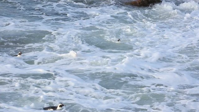 African penguins swimming back to rocky shore through surf at Betty's Bay, South Africa 