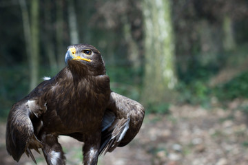 An adult, old, healthy golden eagle resting / relaxing on his hu