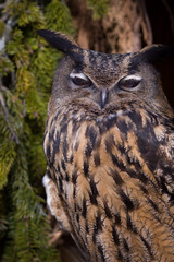 Closeup of a Eurasian Eagle-Owl (Bubo bubo)