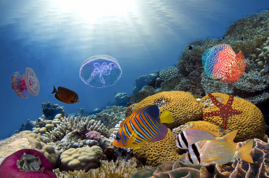 Colorful reef underwater landscape with fishes
