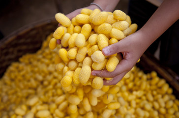yellow gold silkworm cocoon in hand