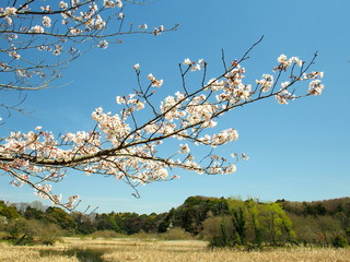 桜咲く水辺風景