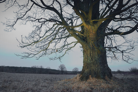 Big Oak Tree In A Autumn Valley.