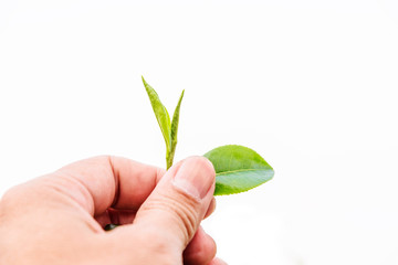 Green tea leaf isolated.