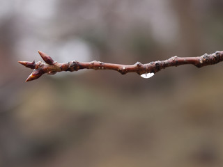 水滴の付いた小枝
