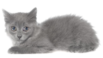 Small gray long haired kitten lie