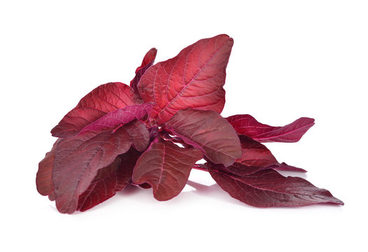fresh Red spinach or red amaranth on white background