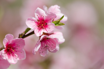 Obraz na płótnie Canvas Peach blossom in spring